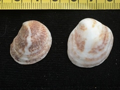 Crepipatella dilatata