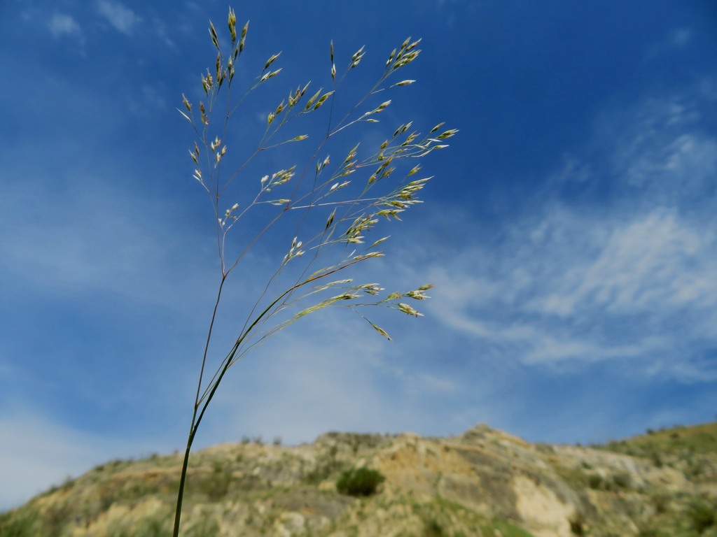 Corynephorus divaricatus