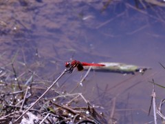 Aethriamanta circumsignata