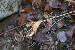 Silene stellata