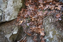 Silene stellata