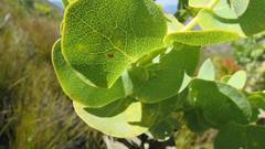 Rafnia amplexicaulis