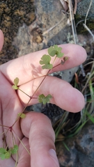 Pterostegia drymarioides