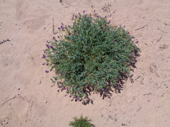 Astragalus allochrous