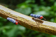 Amblyscarta ruficeps