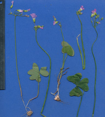Oxalis dimidiata
