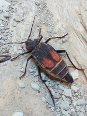 Apterocaulus heterogama