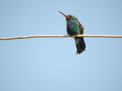 Cynanthus latirostris