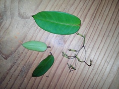 Echites tuxtlensis
