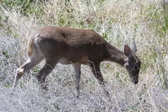 Odocoileus virginianus carminis