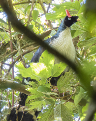 Oreophasis derbianus