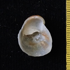 Bostrycapulus odites