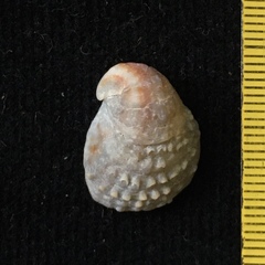 Bostrycapulus odites