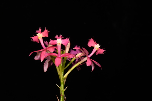 Epidendrum franckei Hágsater
