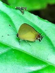 Calycopis trebula