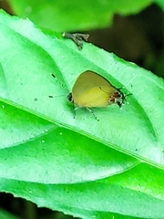 Calycopis trebula