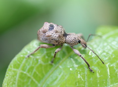 Leptopius tetraphysodes