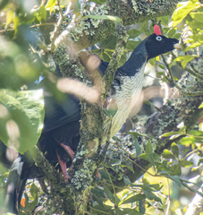 Oreophasis derbianus