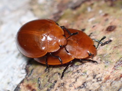 Strongylosomus dichrous