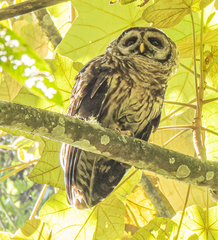 Strix fulvescens