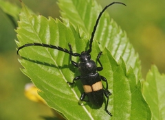 Lissonotus flavocinctus