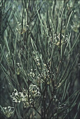 Grevillea acacioides