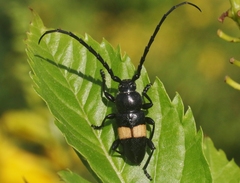Lissonotus flavocinctus