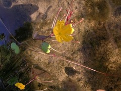 Nymphoides aurantiaca