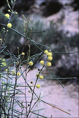 Acacia eremophila