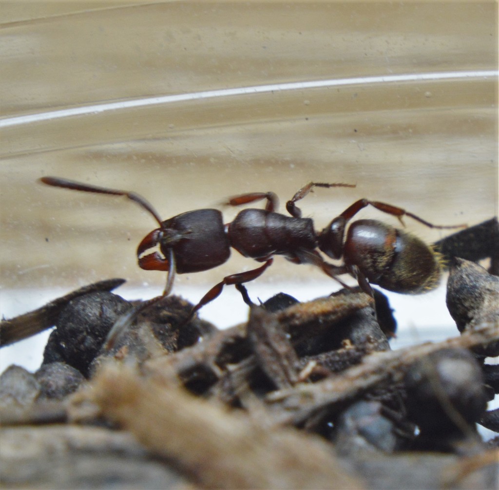 Rasopone ferruginea
