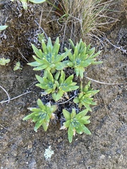Dudleya virens virens
