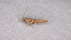 Anatrachyntis rileyi
