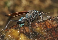 Pepsis grossa