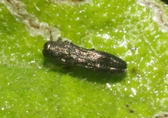 Paragrilus rugatulus