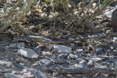 Aspidoscelis marmoratus