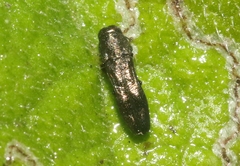 Paragrilus rugatulus