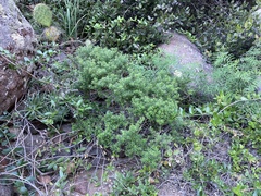 Galium catalinense acrispum