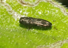 Paragrilus rugatulus
