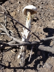 Battarreoides diguetii