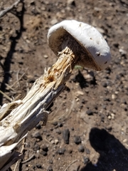 Battarreoides diguetii