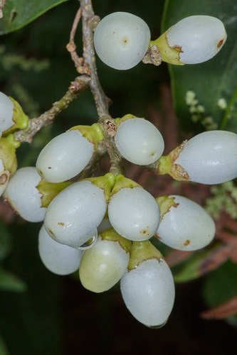 Cestrum aurantiacum