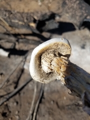 Battarreoides diguetii