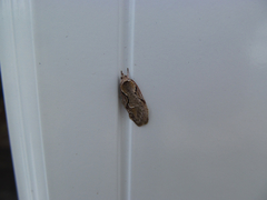 Semioscopis packardella