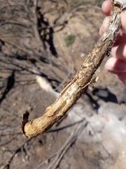 Battarreoides diguetii