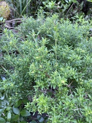 Galium catalinense acrispum