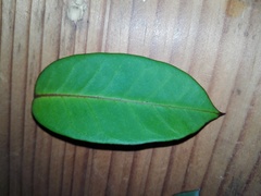 Echites tuxtlensis