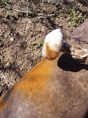 Battarreoides diguetii