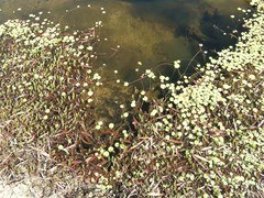 Nymphoides aurantiaca