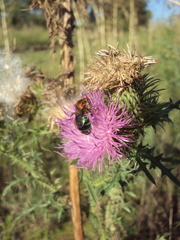 Augochloropsis tupacamaru