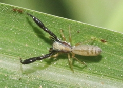 Cheliferoides longimanus